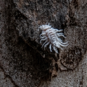 Cryptolaemus montrouzieri at Paddys River, ACT - 19 Jan 2022 02:00 PM