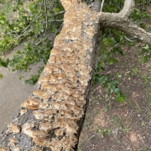 Trametes versicolor at Hackett, ACT - 20 Jan 2022