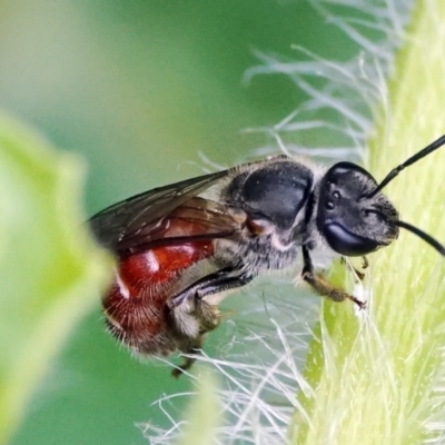 Lasioglossum (Parasphecodes) sp. (genus & subgenus) (Halictid bee) at Page, ACT - 20 Jan 2022 by DonTaylor