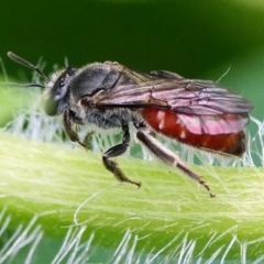 Lasioglossum (Parasphecodes) sp. (genus & subgenus) at Page, ACT - 20 Jan 2022