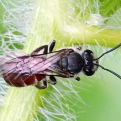 Lasioglossum (Parasphecodes) sp. (genus & subgenus) at Page, ACT - 20 Jan 2022