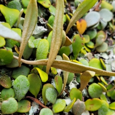 Pyrrosia rupestris (Rock Felt Fern) at Wingecarribee Local Government Area - 20 Jan 2022 by tpreston