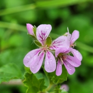 Pelargonium australe at Mittagong, NSW - 20 Jan 2022