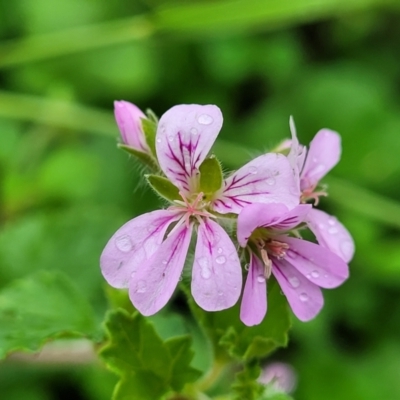 Pelargonium australe (Austral Stork's-bill) at Mittagong, NSW - 20 Jan 2022 by trevorpreston