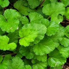 Pelargonium australe at Mittagong, NSW - 20 Jan 2022