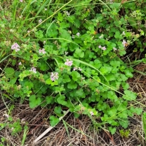 Pelargonium australe at Mittagong, NSW - 20 Jan 2022