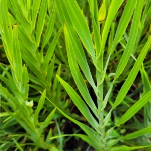 Stypandra glauca at Mittagong, NSW - 20 Jan 2022