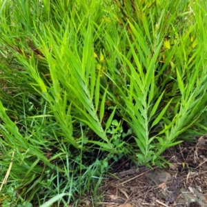 Stypandra glauca at Mittagong, NSW - 20 Jan 2022