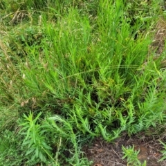 Stypandra glauca at Mittagong, NSW - 20 Jan 2022