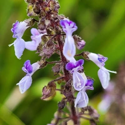 Plectranthus sp. at Mittagong, NSW - 20 Jan 2022 by trevorpreston