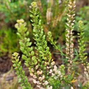 Lepidium sp. at Mittagong, NSW - 20 Jan 2022