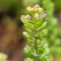 Lepidium sp. at Mittagong, NSW - 20 Jan 2022 12:22 PM