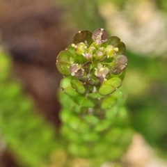 Lepidium sp. at Mittagong, NSW - 20 Jan 2022