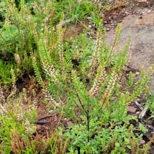 Lepidium sp. at Mittagong, NSW - 20 Jan 2022 12:22 PM