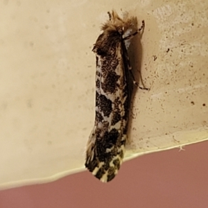 Moerarchis inconcisella at Moss Vale, NSW - 20 Jan 2022 03:34 PM