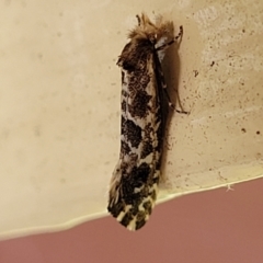 Unidentified Moth (Lepidoptera) (TBC) at Moss Vale, NSW - 20 Jan 2022 by tpreston