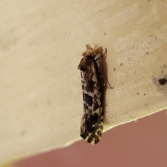 Moerarchis inconcisella at Moss Vale, NSW - 20 Jan 2022 03:34 PM