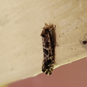 Moerarchis inconcisella at Moss Vale, NSW - 20 Jan 2022