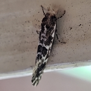 Moerarchis inconcisella at Moss Vale, NSW - 20 Jan 2022 03:34 PM