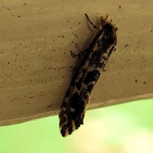 Moerarchis inconcisella at Moss Vale, NSW - 20 Jan 2022 03:34 PM