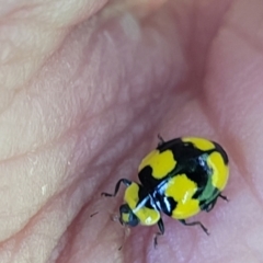 Illeis galbula (Fungus-eating Ladybird) at Moss Vale, NSW - 20 Jan 2022 by trevorpreston