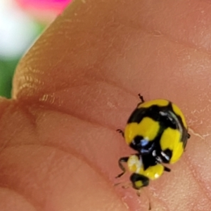 Illeis galbula at Moss Vale, NSW - 20 Jan 2022 03:42 PM