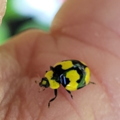 Illeis galbula at Moss Vale, NSW - 20 Jan 2022 03:42 PM