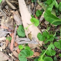 Hypocysta metirius at Long Beach, NSW - 20 Jan 2022