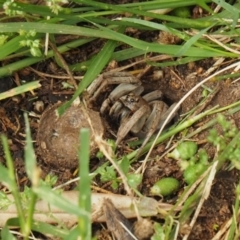 Portacosa cinerea (Grey wolf spider) at Curtin, ACT - 19 Jan 2022 by Morgan29