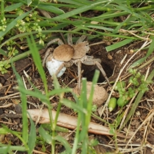 Portacosa cinerea at Curtin, ACT - 19 Jan 2022