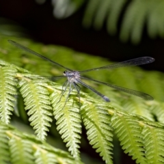 Austroargiolestes icteromelas (Common Flatwing) at Acton, ACT - 12 Jan 2022 by MarkT