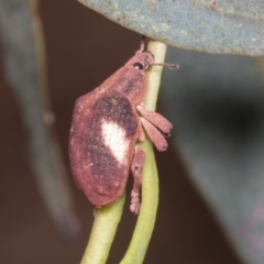 Gonipterus pulverulentus (Eucalyptus weevil) at Gungahlin, ACT - 18 Jan 2022 by AlisonMilton