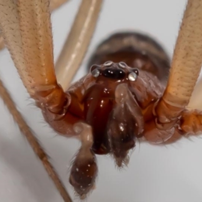 Steatoda grossa (Cupboard or Brown house spider) at Jerrabomberra, NSW - 17 Jan 2022 by MarkT
