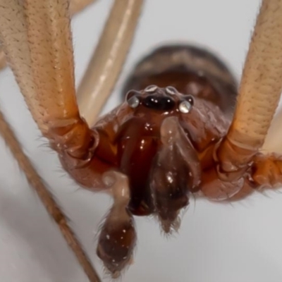 Steatoda grossa (Cupboard or Brown house spider) at Jerrabomberra, NSW - 17 Jan 2022 by MarkT