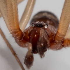 Unidentified Spider (Araneae) (TBC) at Jerrabomberra, NSW - 17 Jan 2022 by MarkT