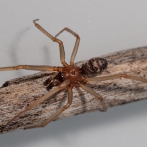 Steatoda grossa at Jerrabomberra, NSW - suppressed