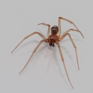 Steatoda grossa at Jerrabomberra, NSW - suppressed