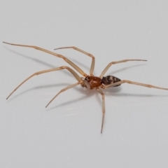 Steatoda grossa at Jerrabomberra, NSW - suppressed