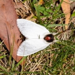 Trichiocercus sparshalli (Sparshall's Moth) at Acton, ACT - 12 Jan 2022 by MarkT