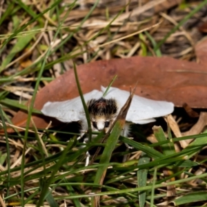 Trichiocercus sparshalli at Acton, ACT - suppressed