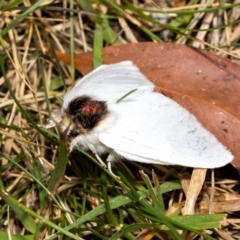 Trichiocercus sparshalli at Acton, ACT - suppressed