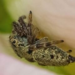 Salticidae (family) (Unidentified Jumping spider) at Googong, NSW - 19 Jan 2022 by WHall