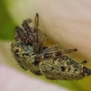 Salticidae (family) at Googong, NSW - 20 Jan 2022 09:44 AM