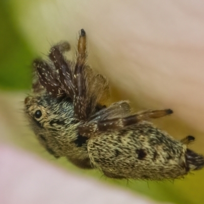 Salticidae (family) (Unidentified Jumping spider) at Googong, NSW - 19 Jan 2022 by WHall