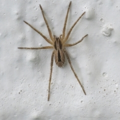 Argoctenus sp. (genus) (Wandering ghost spider) at Googong, NSW - 15 Jan 2022 by WHall