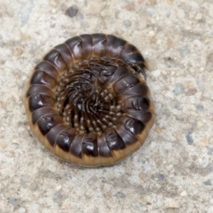 Paradoxosomatidae sp. (family) at Gungahlin, ACT - 19 Jan 2022