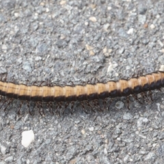 Paradoxosomatidae sp. (family) at Gungahlin, ACT - 19 Jan 2022