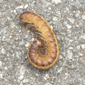 Paradoxosomatidae sp. (family) at Gungahlin, ACT - 19 Jan 2022