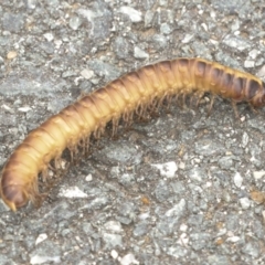 Paradoxosomatidae sp. (family) at Gungahlin, ACT - 19 Jan 2022