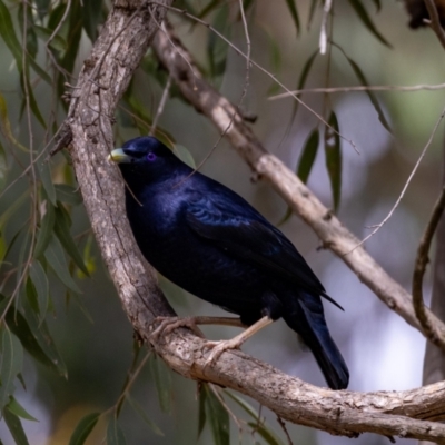 Ptilonorhynchus violaceus (Satin Bowerbird) at Acton, ACT - 11 Jan 2022 by MarkT